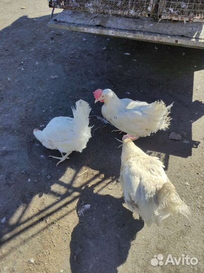 Куры несушки