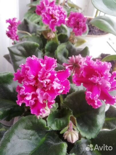 Детки сортовых фиалок