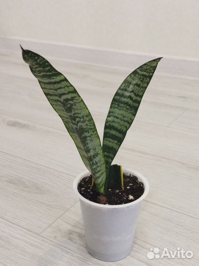 Комнатные растения цветы. Толстянка, рео,декабрист