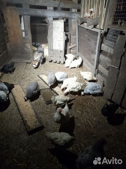 Продам гусей и цыцарок