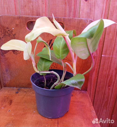 Филодендрон Сциндапсус Фиалка