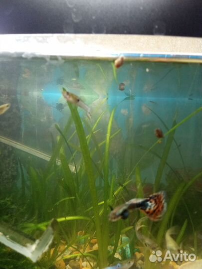 Валеснерия