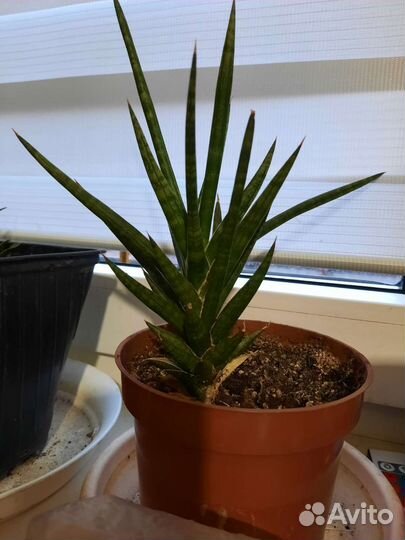 Сансаверия франциско