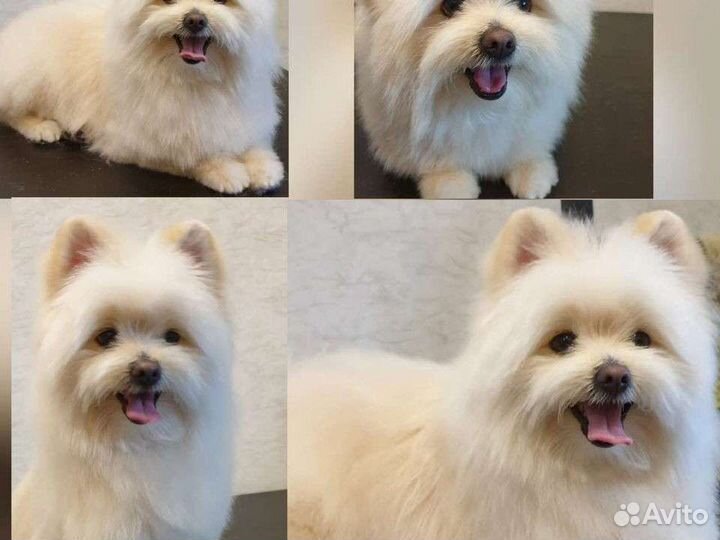 Груминг. Стрижка собак и кошек