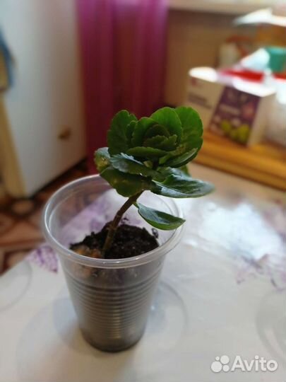 Комнатные цветы