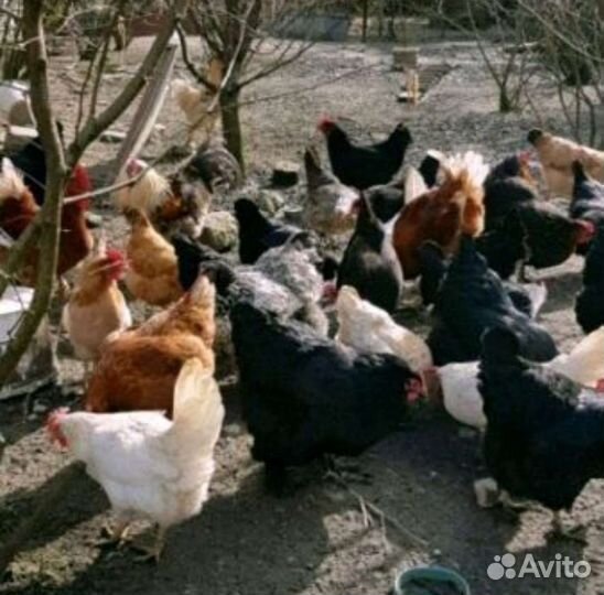 Инкубационное яйцо