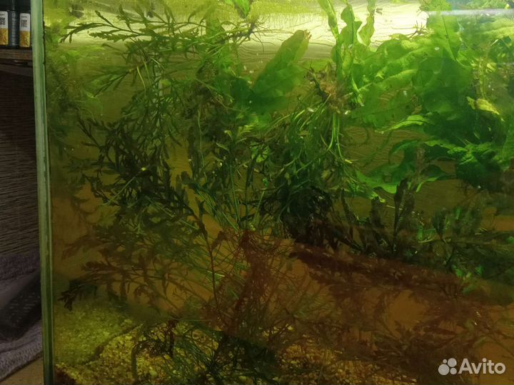Аквариумные растения, болбитис, папоротник