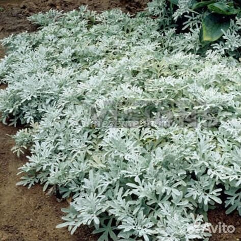 Многолетники садовые