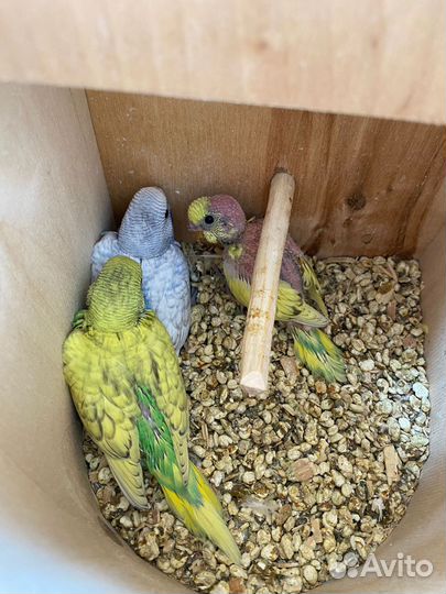 Волнистый попугай