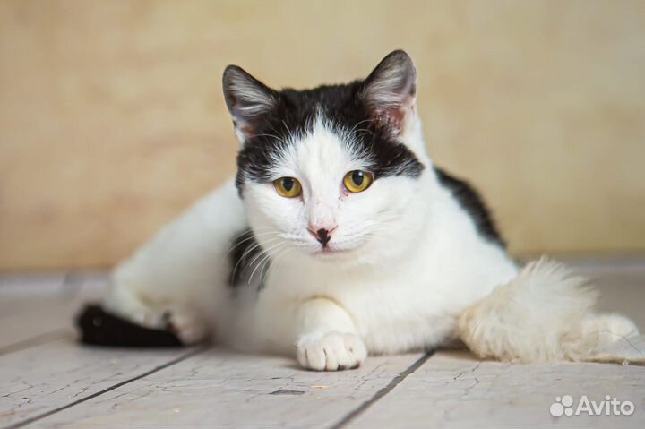 Совсем молодой котик ищет свою семью
