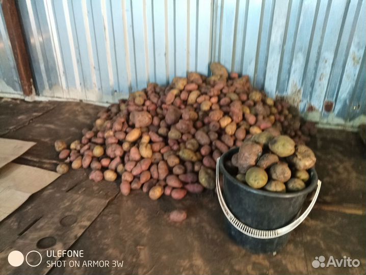 Картофель мелкий на корм скоту