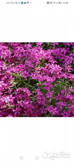 Флоксы шиловидные