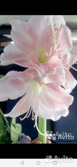 Гиппеаструм,амариллис луковицы