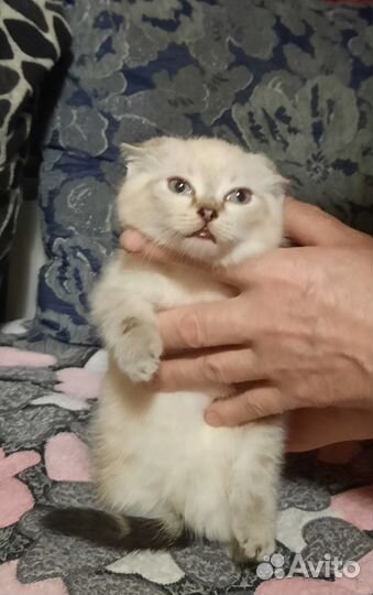 Котята