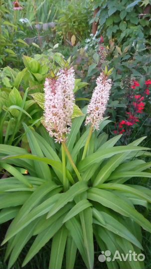 Садовые многолетники