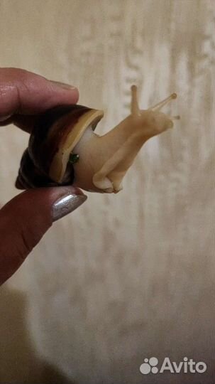 Улитки ахатины