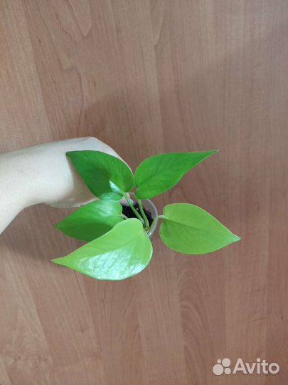 Сциндапсус эпипремнум