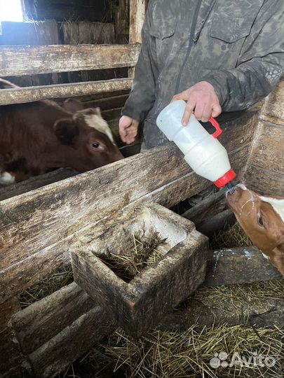 Айрширский бык на племя