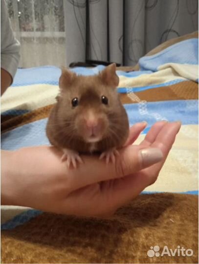 Сирийские Ангорские Хомяки от Заводчика Фото Видео