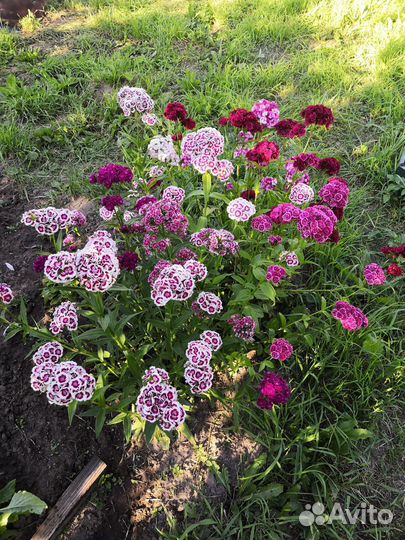 Гвоздика махровая