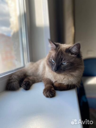 Сиамский кот