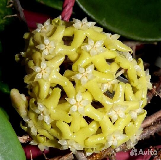 Хойи эсхинантус