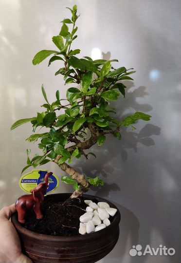 Кармона бонсай