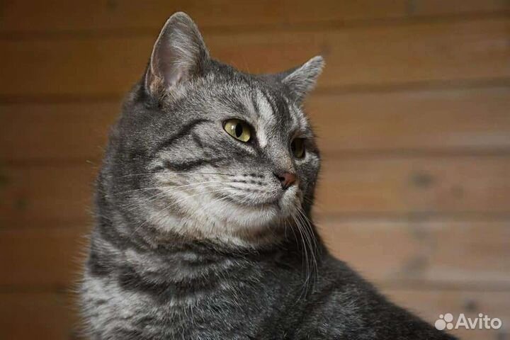 Кошечка Лидия в дар