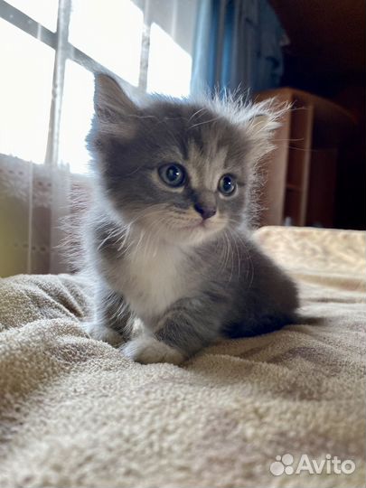 Ищу человека