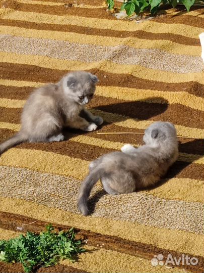Продам британских котят
