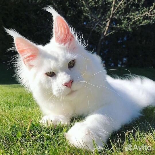 Мейн кун помесь