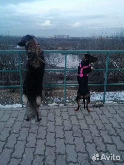 Дрессировка выгул и передержка