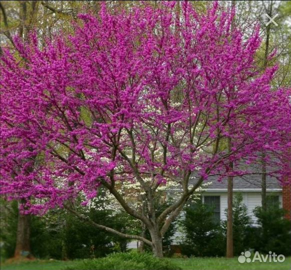 Многолетнее растение