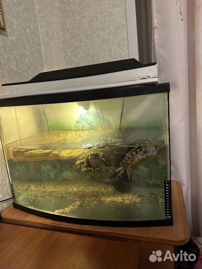 Черепашки красноухие с аквариумом