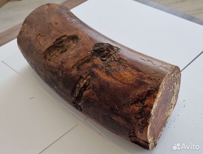 Бивень мамонта