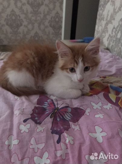 Котик в добрые руки