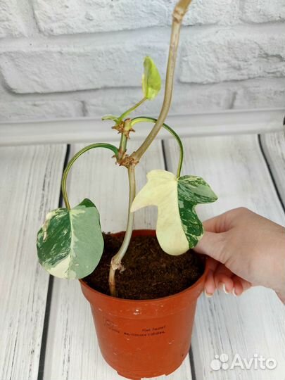 Филодендрон мэджик маск, ксантозома йелоу