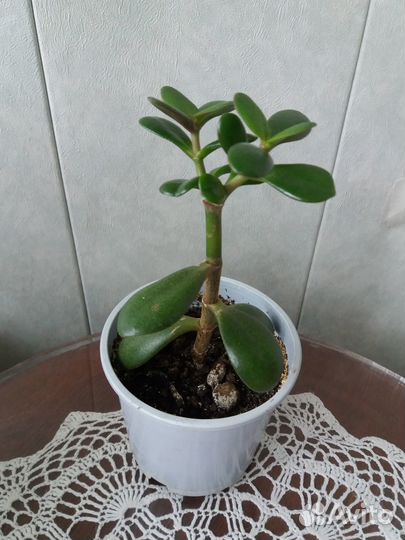 Крассула (денежное дерево)