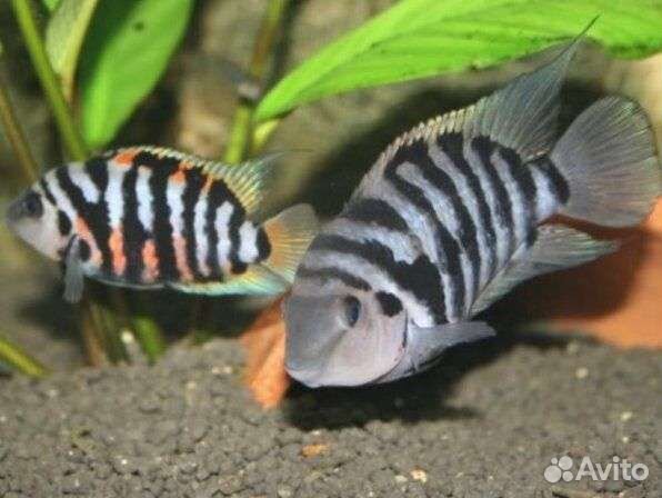 Цихлозома чернополосая