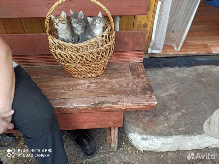 Кошки в добрые руки бесплатно
