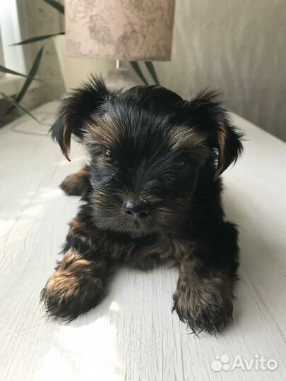Йоркширский терьер мини щенки бейби фейс