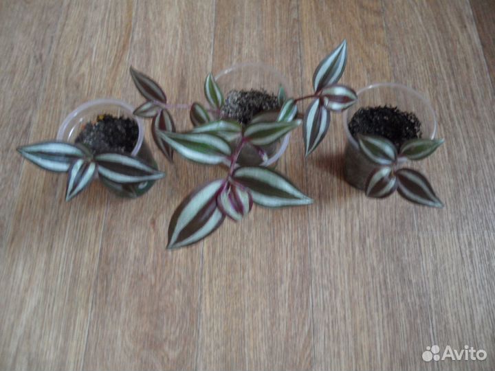 Традесканция