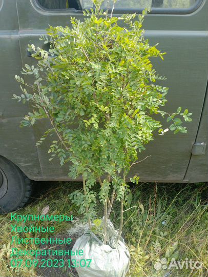 Акация жёлтая, карагана древовидная