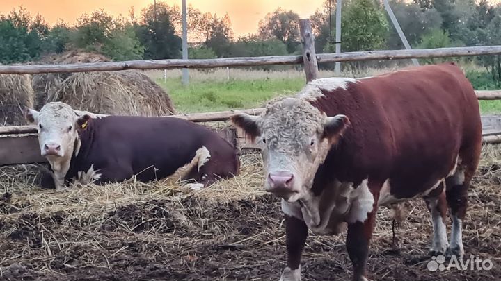 Бычки и быки Герефорды
