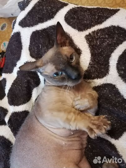 Кот бесплатно