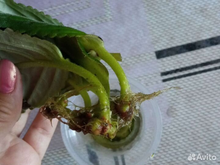 Глоксиния, листы с клубнями