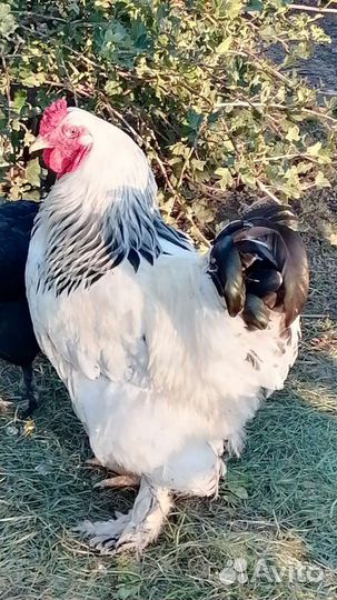 Петух брама