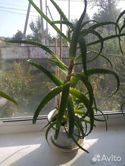 Продается столетник возраст растению 3 года