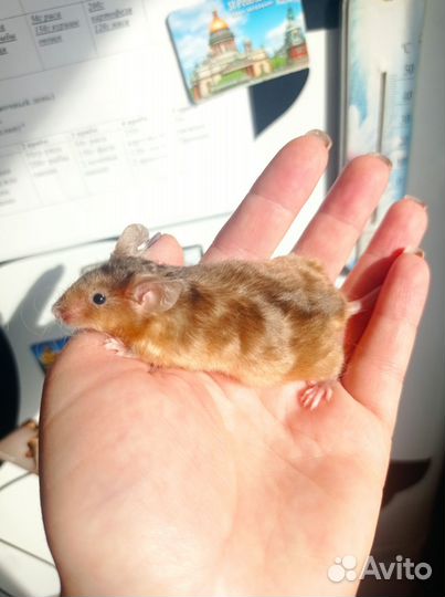 Декоративные мыши