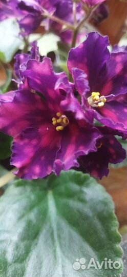 Фиалки черенки